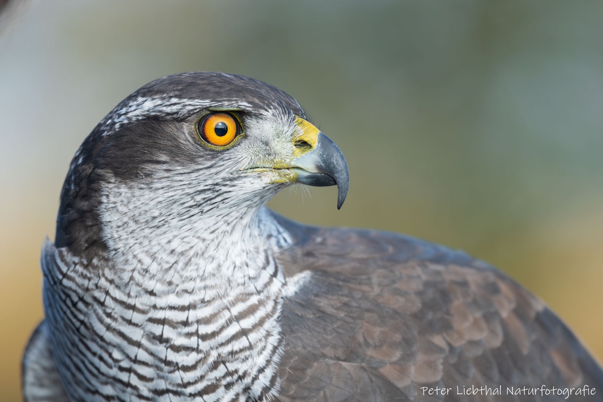 tl_files/01 Baden-Wuerttemberg/pictures/Galerie/Sommerfest 2015/Bild 1 Blick vom Huenersedel (744m) im Schwarzwald ins Rheintal und auf die Vogesen .JPG